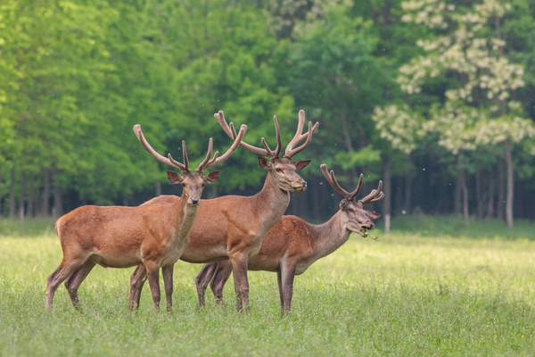 &quot;Három királyok&quot;