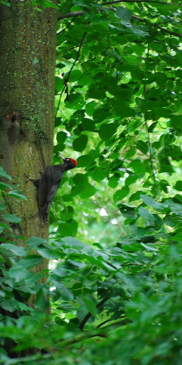 Gaál Zoltán Péter