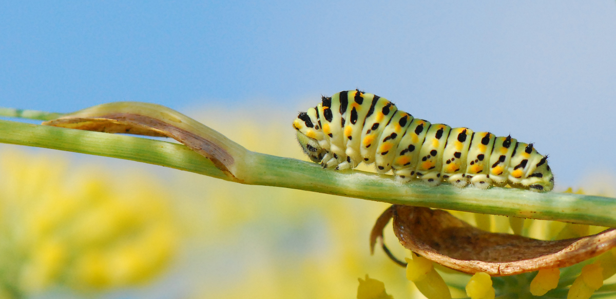 Gaál Zoltán Péter
