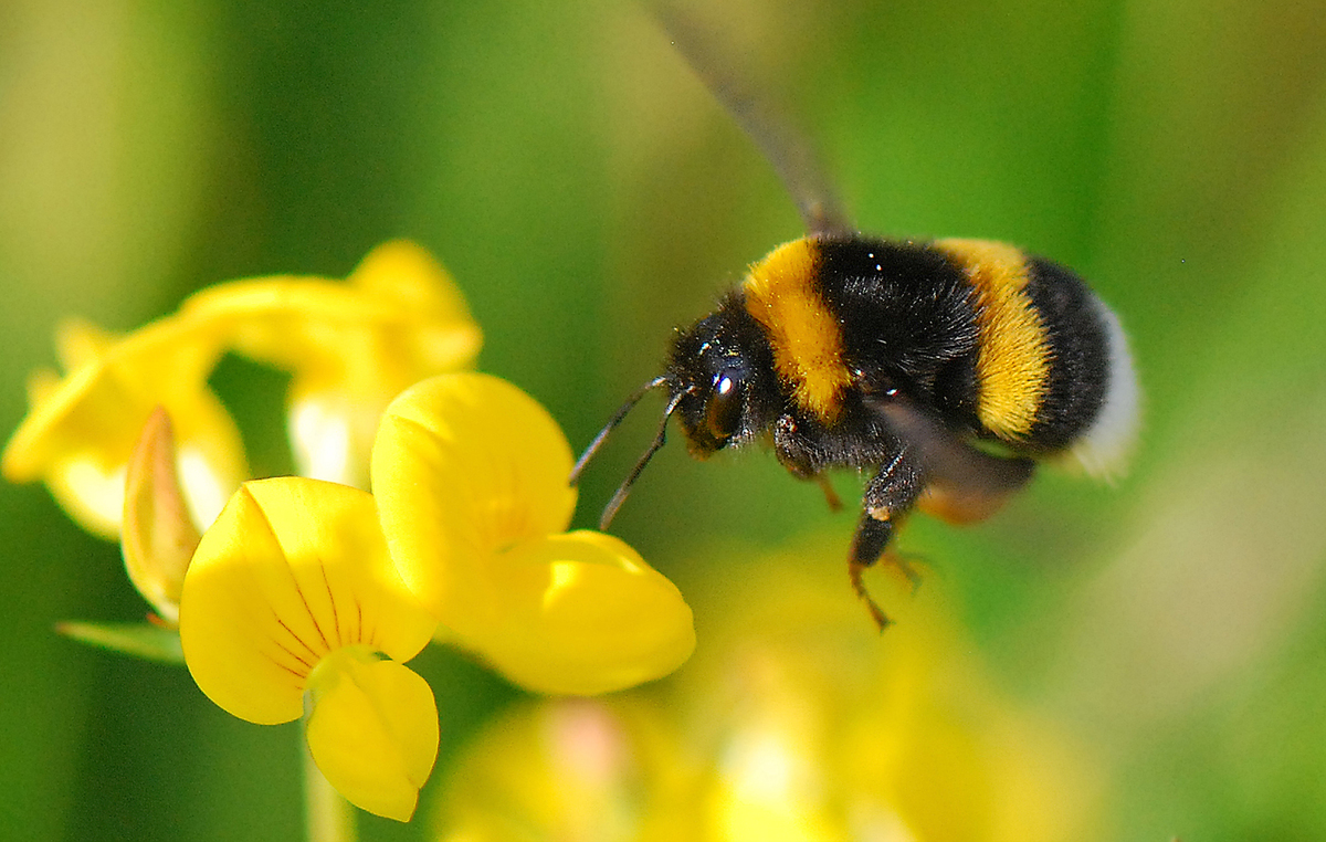 Gaál Zoltán Péter