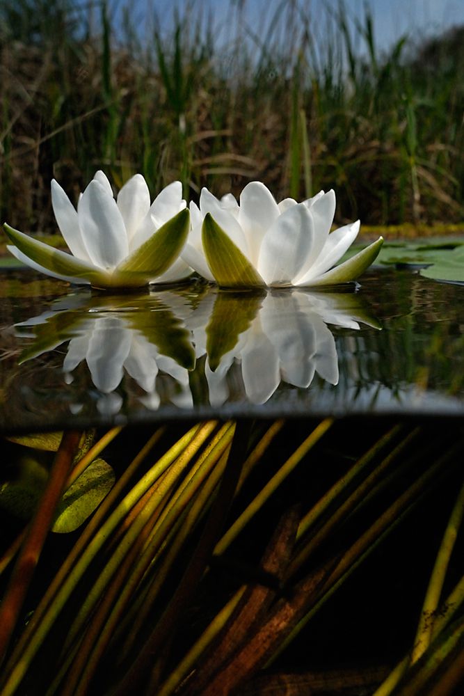 Násfayné Kőházi Mária