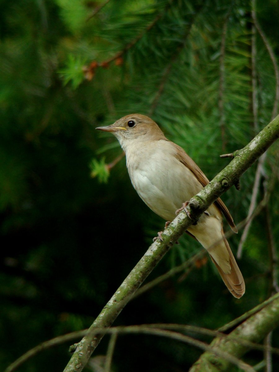 Laczkó-Magyar György
