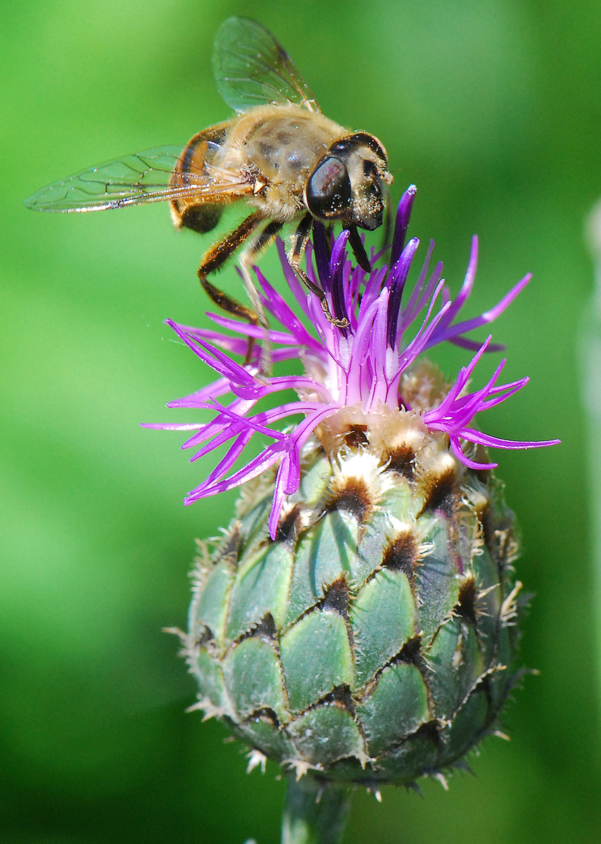 Gaál Zoltán Péter
