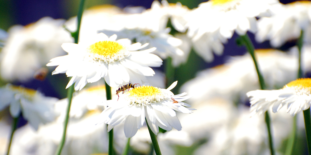 Gaál Zoltán Péter