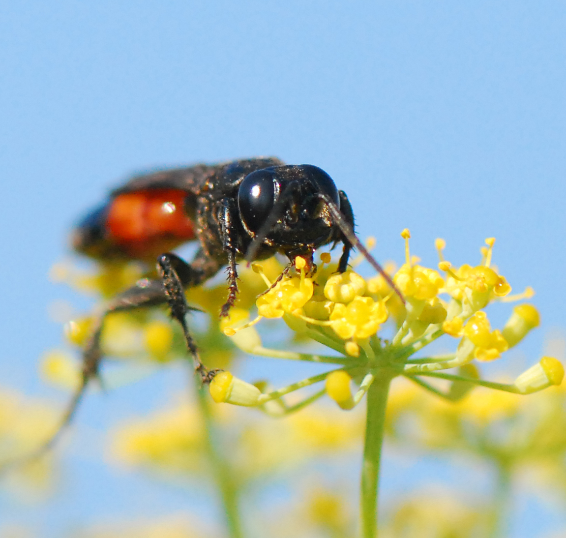Gaál Zoltán Péter