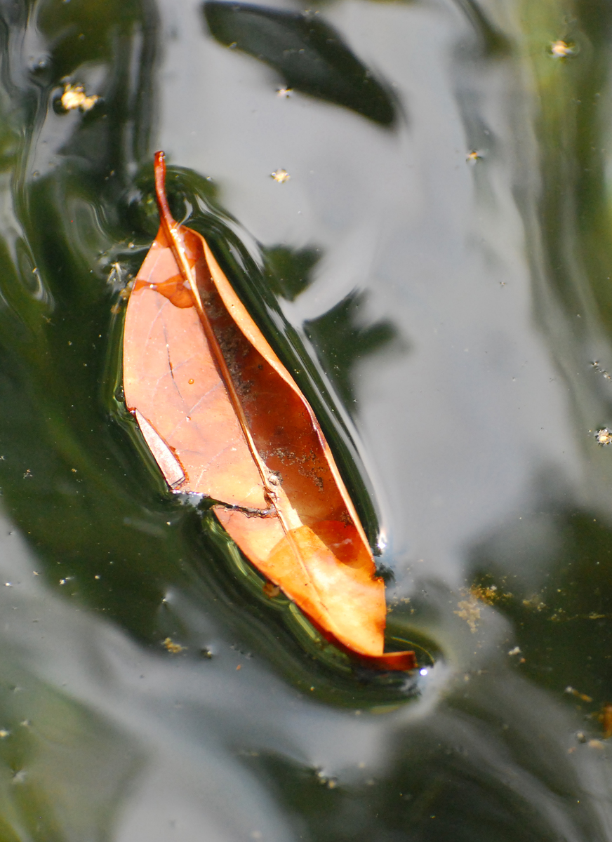 Gaál Zoltán Péter