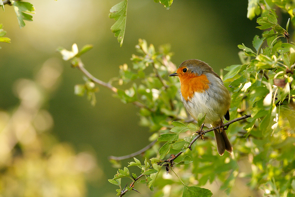 vörösbegy galagonyán