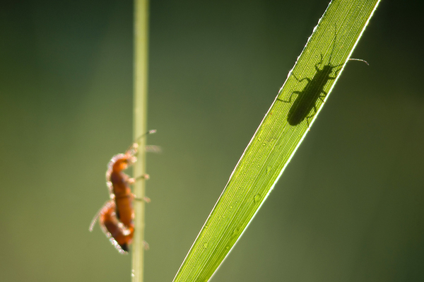 Történetek egy fűszálon