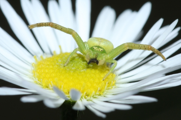 Várom a következőt