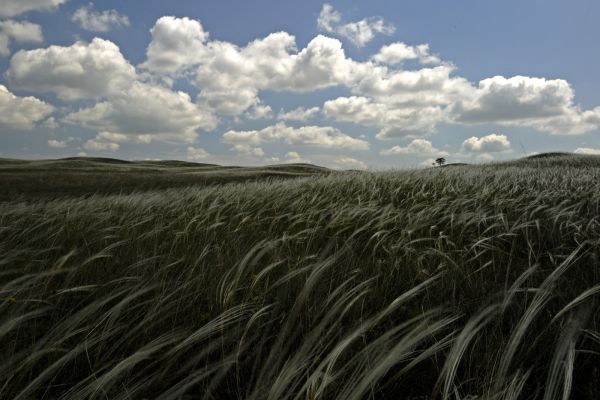 &quot;Árvalányhaj lengede