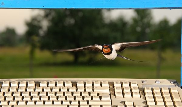 Fecske és a technika