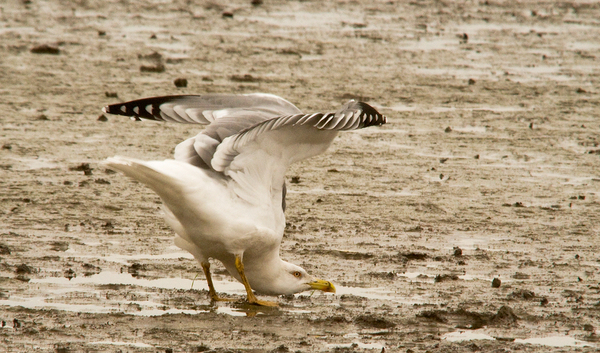 Sirály perspektíva