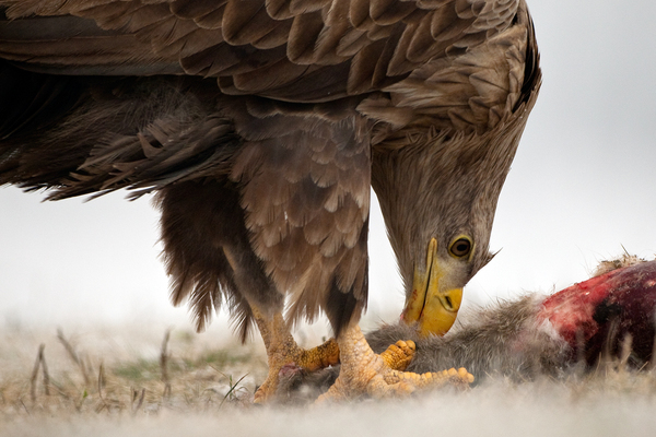 Táplálkozó rétisas