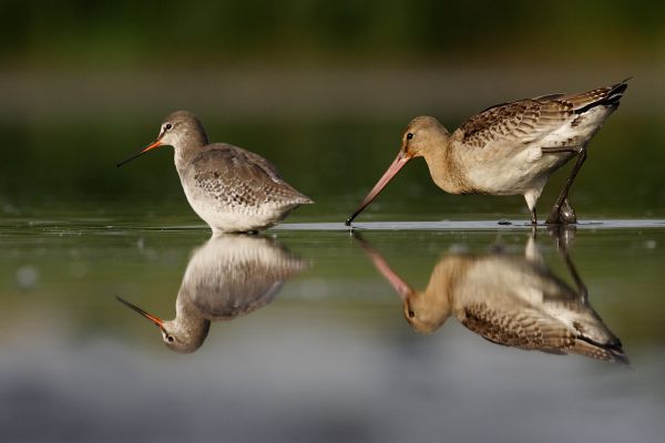 nagy goda és füstös cankó