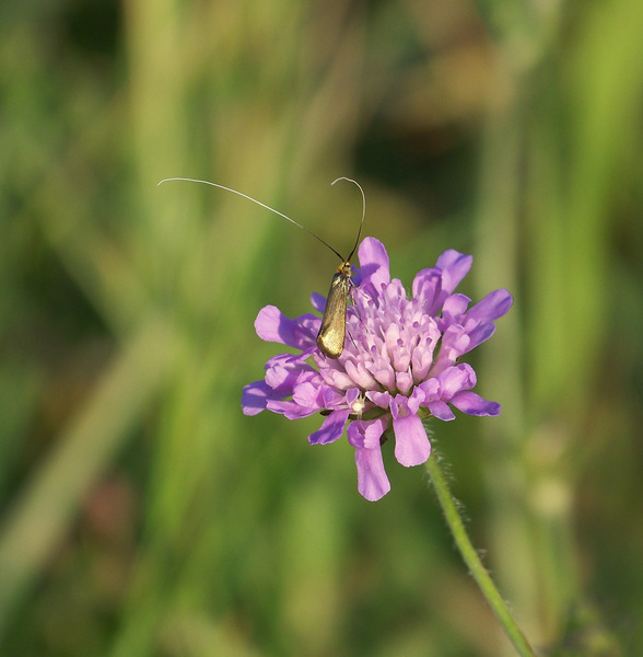 Ez aztán bajusz a javából!