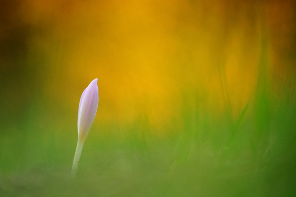 Az első (őszi kikerics)