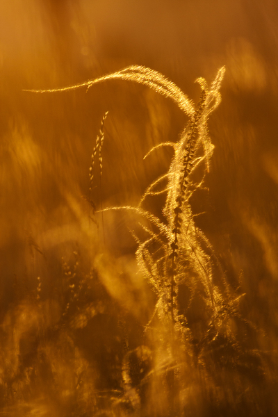 Csapdába esett árvalányhaj