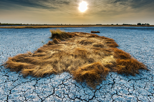 Medvebőr a pusztán