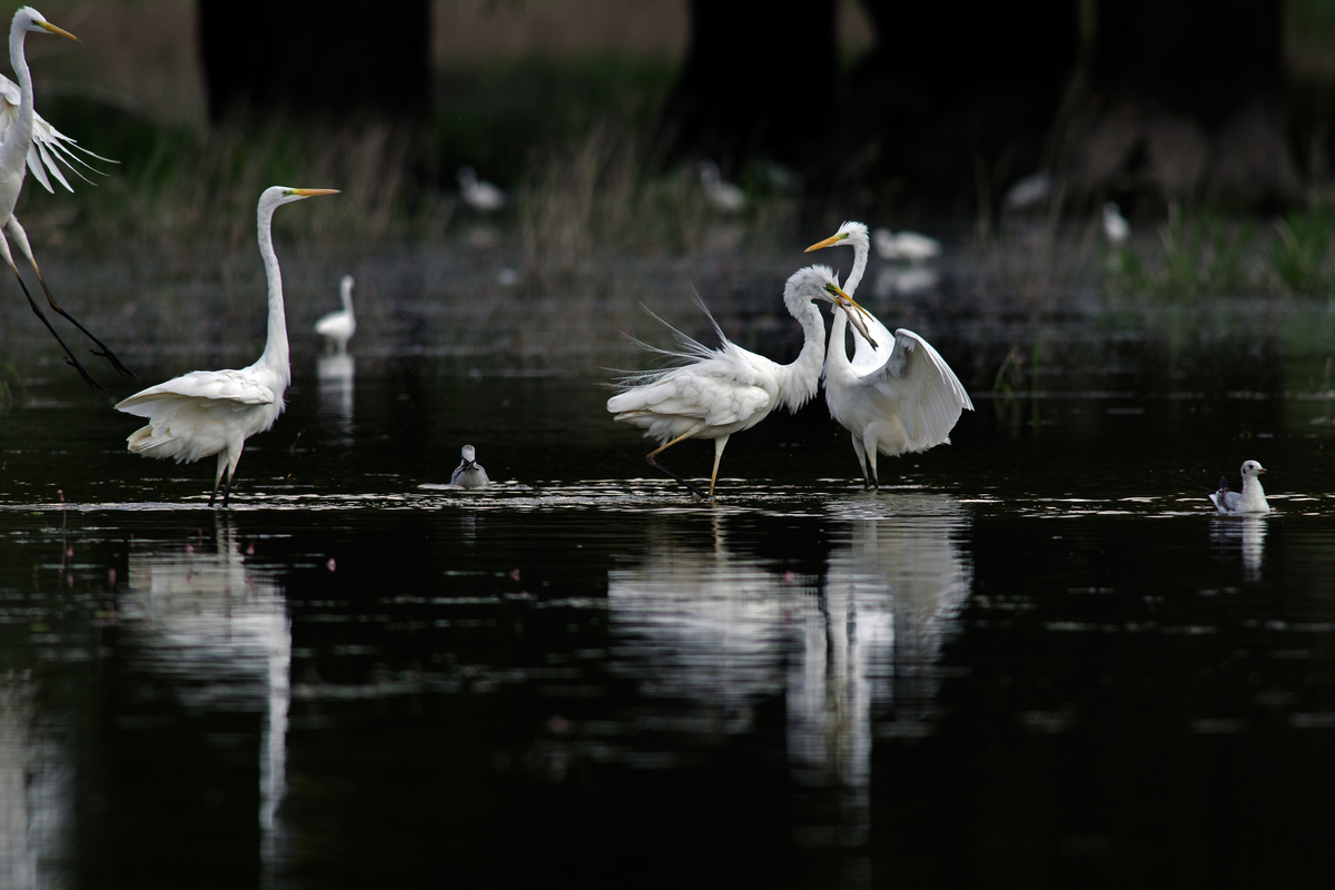 Násfayné Kőházi Mária