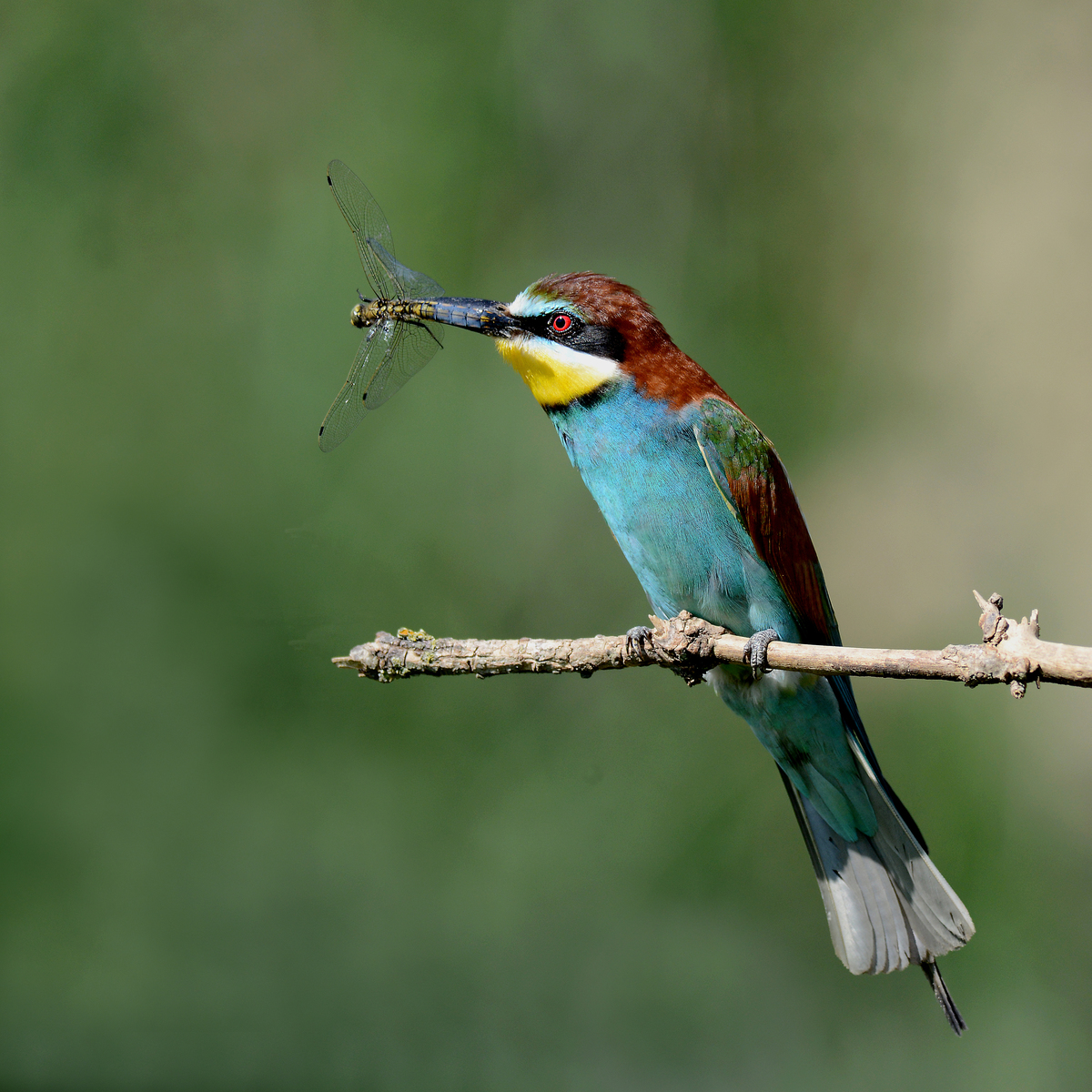 Gaál Zoltán Péter