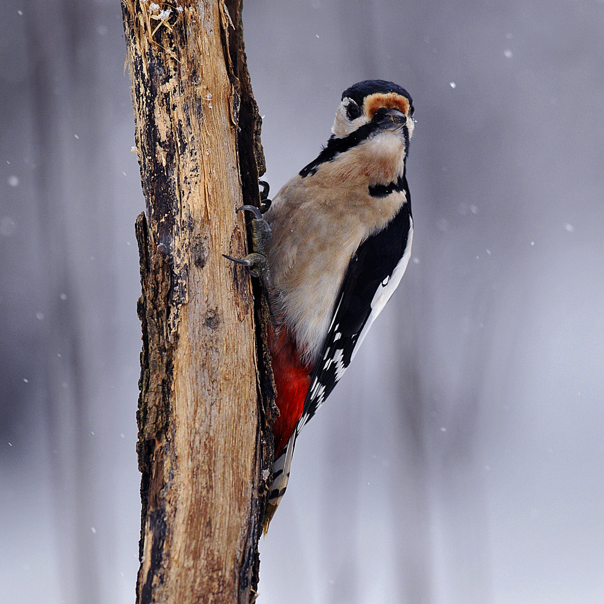 Gaál Zoltán Péter