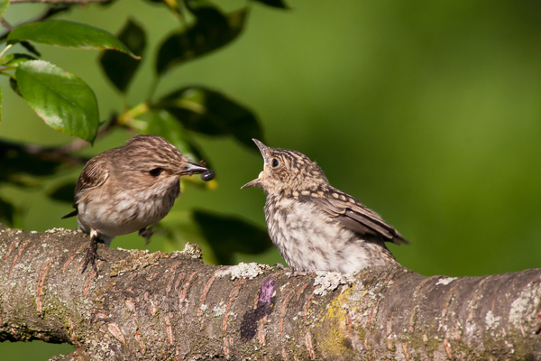 Mondd hogy ááá...