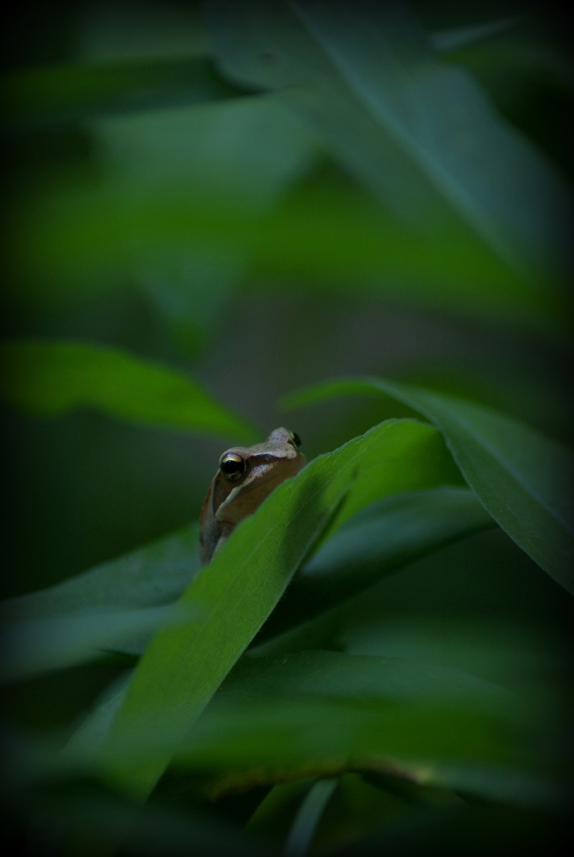 Laczkó-Magyar György