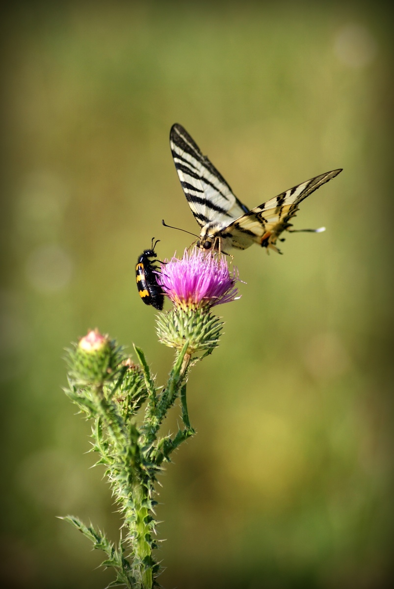 Laczkó-Magyar György