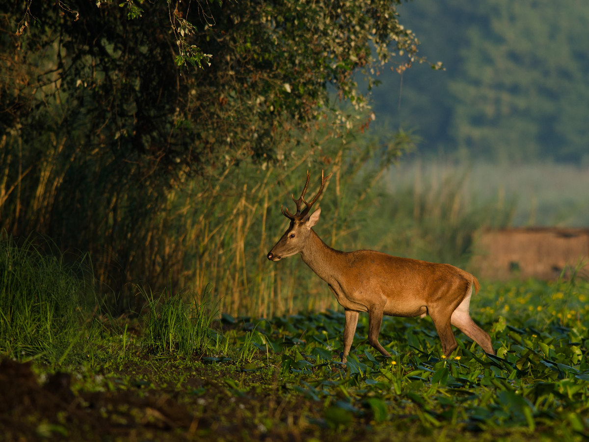 Násfayné Kőházi Mária
