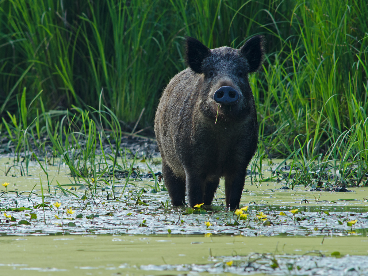 Násfayné Kőházi Mária