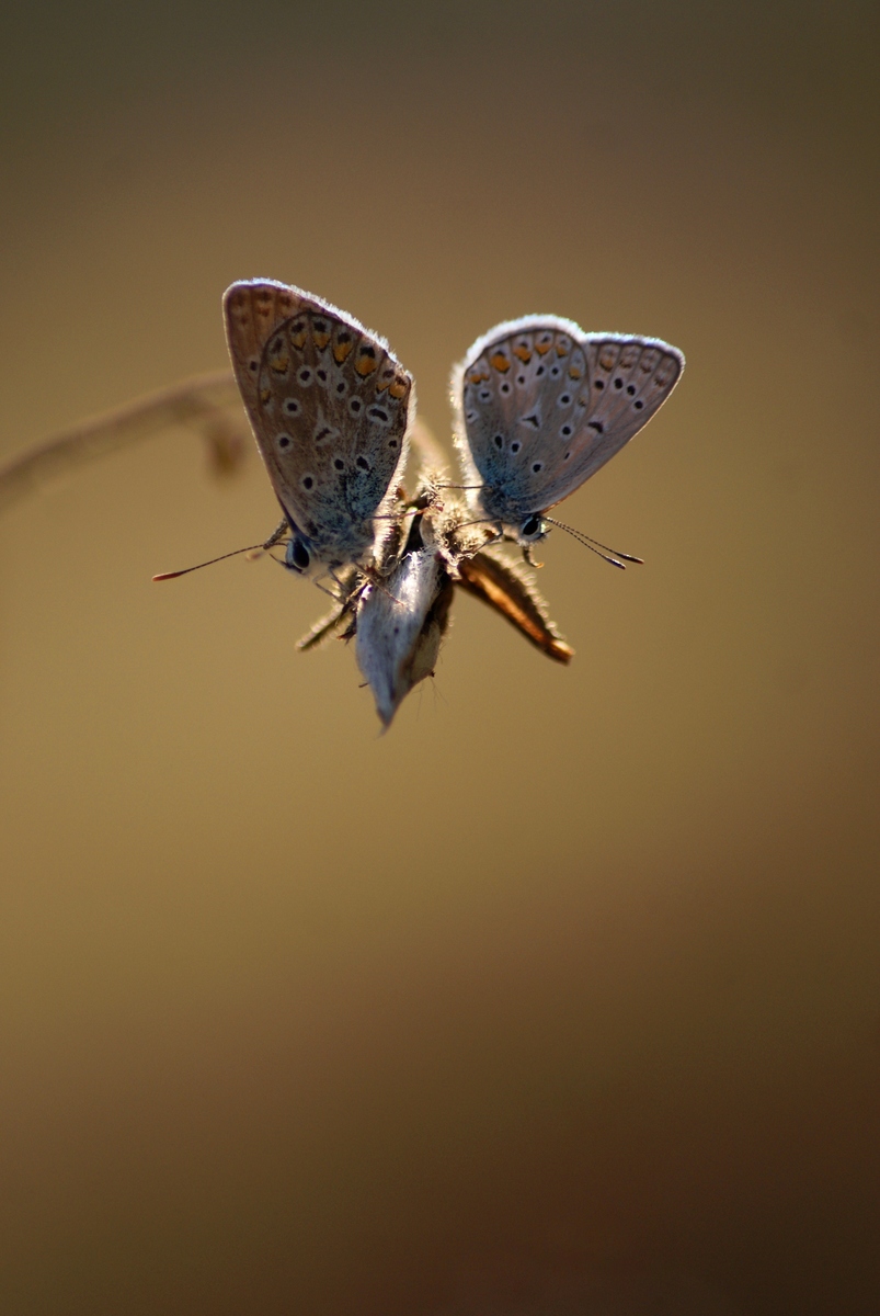 Laczkó-Magyar György