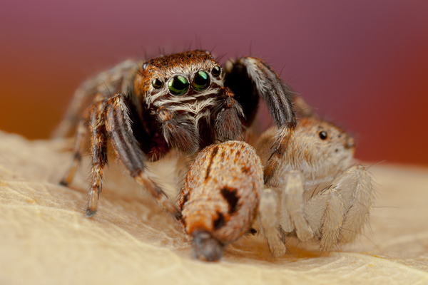 pók a póknak farkasa