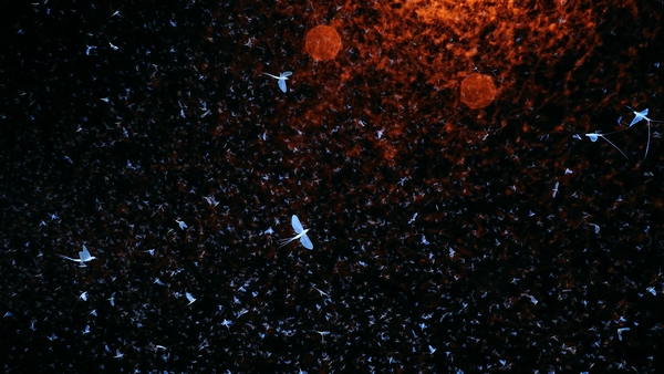 Millió (dunavirág)