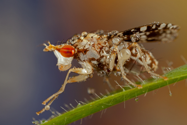 mosakodó szarvaslégy