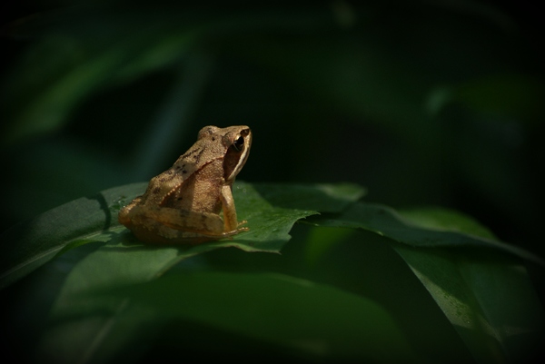 A béka, aki elgondolkodott a világ dolgairól