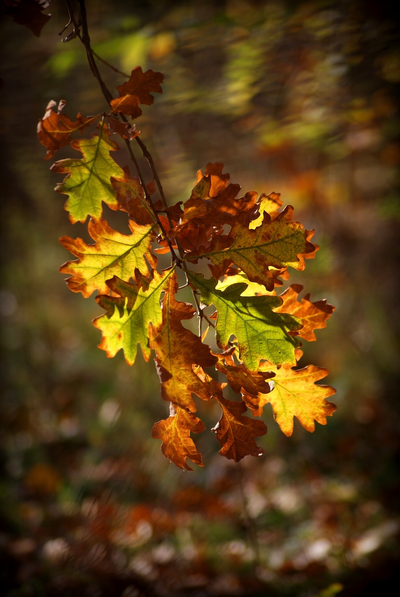 Laczkó-Magyar György