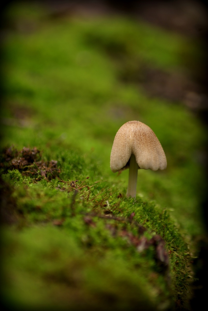 Laczkó-Magyar György