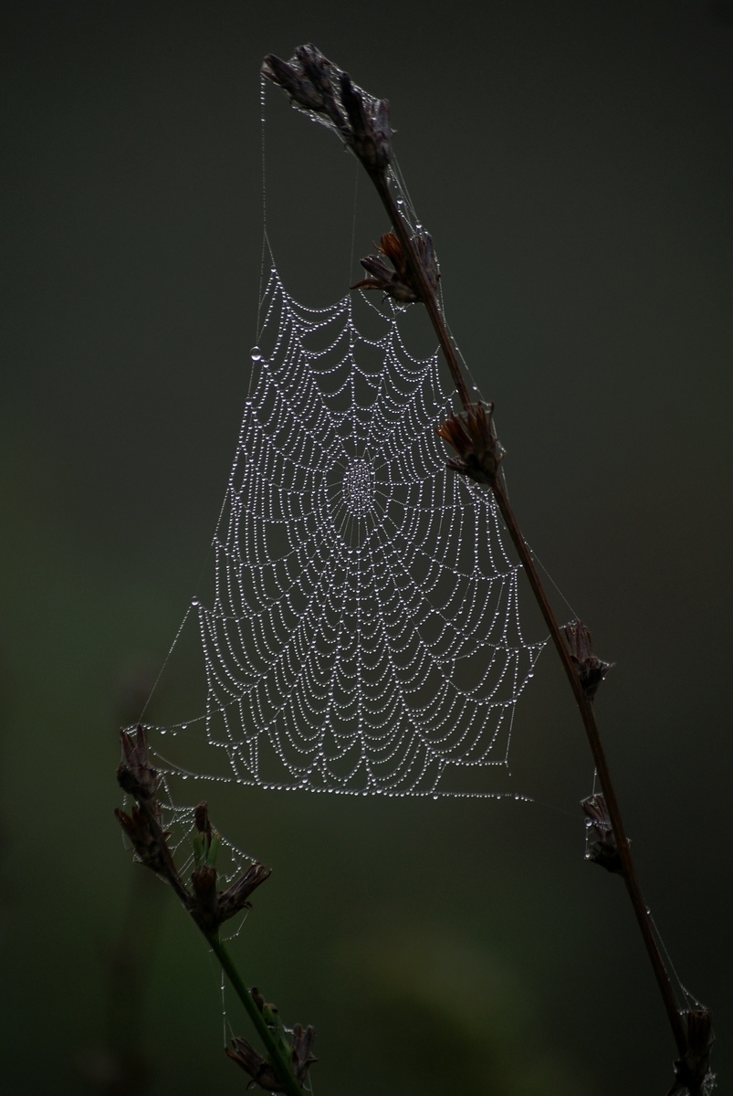 Laczkó-Magyar György