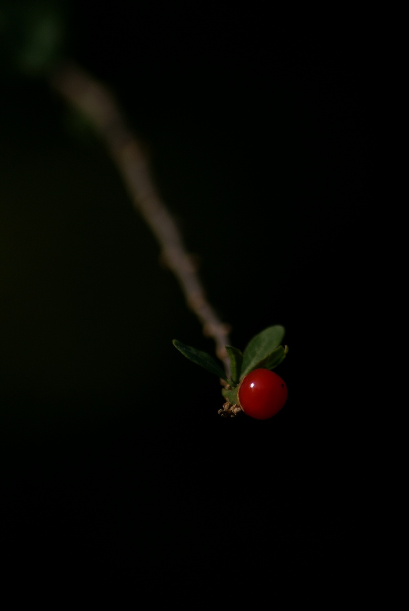 Laczkó-Magyar György