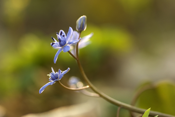 Scilla vindobonensis
