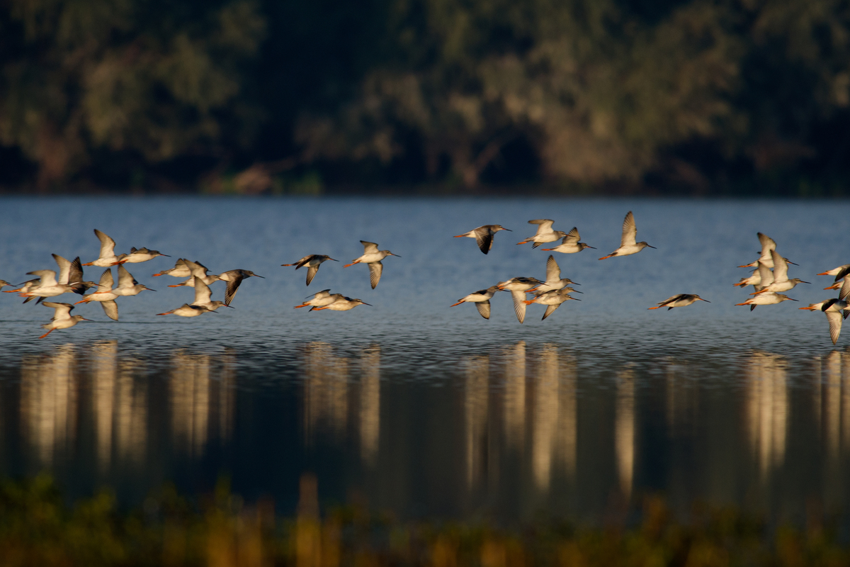 Násfayné Kőházi Mária