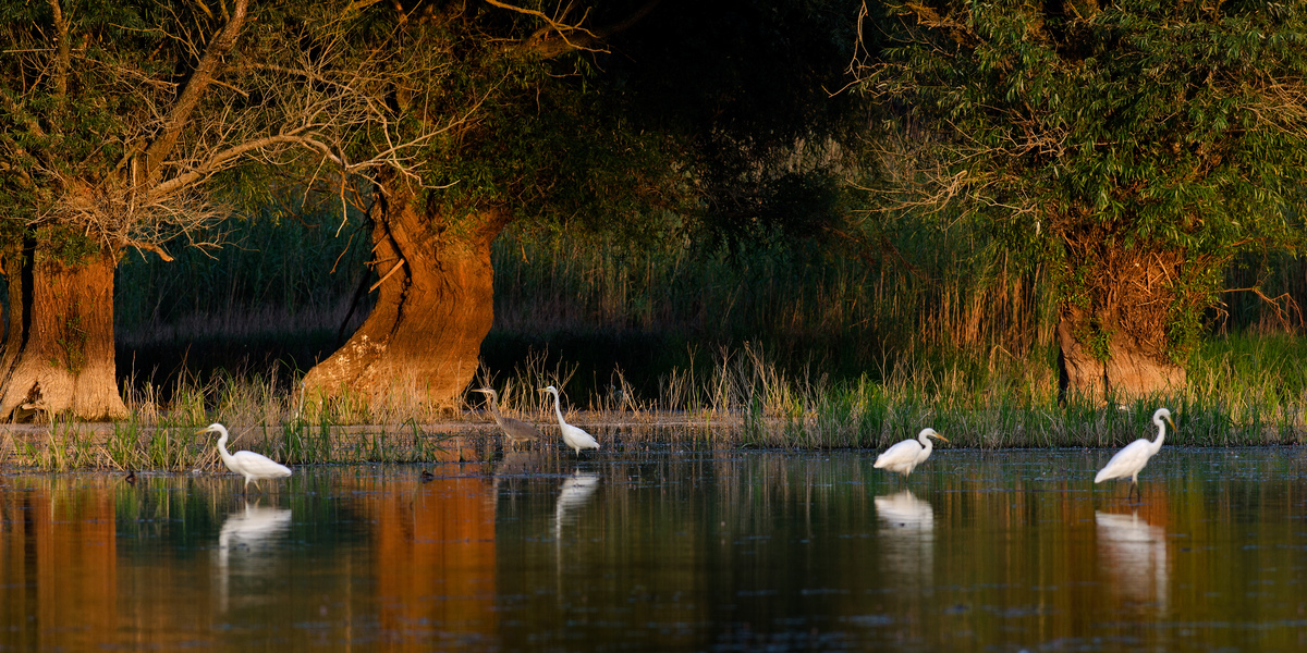 Násfayné Kőházi Mária
