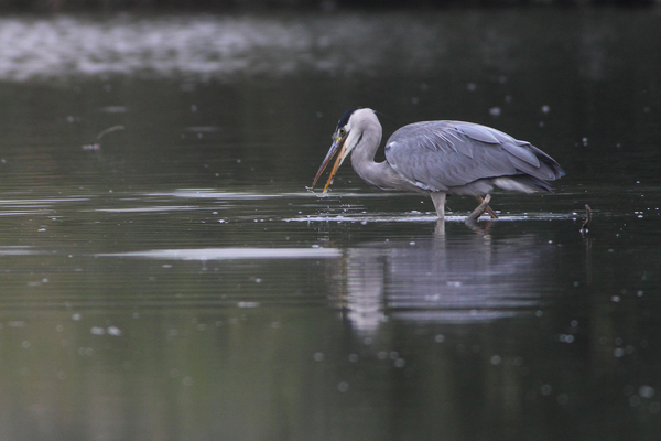 Sikertelen kisérlet