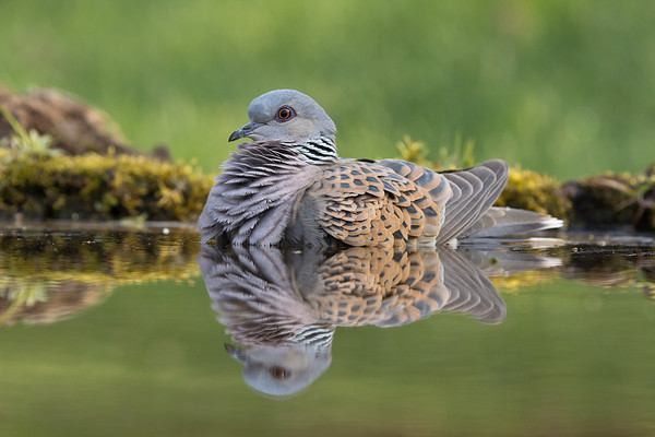 Borzasztóan jó ez a víz!