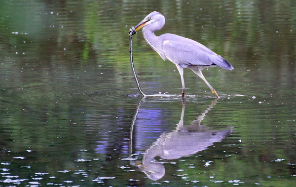 siklót fogtam nem enged