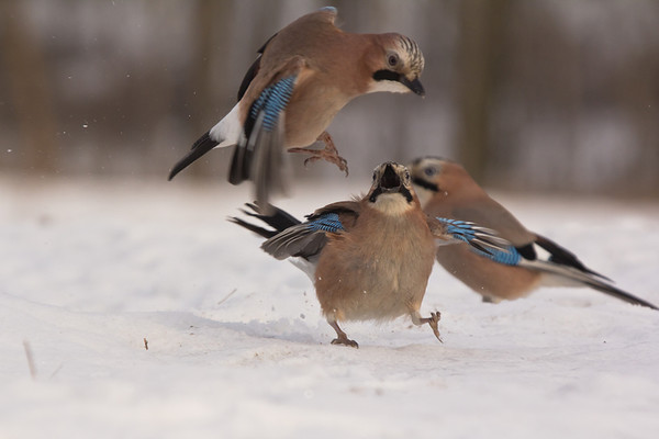Matyinak neveztél !