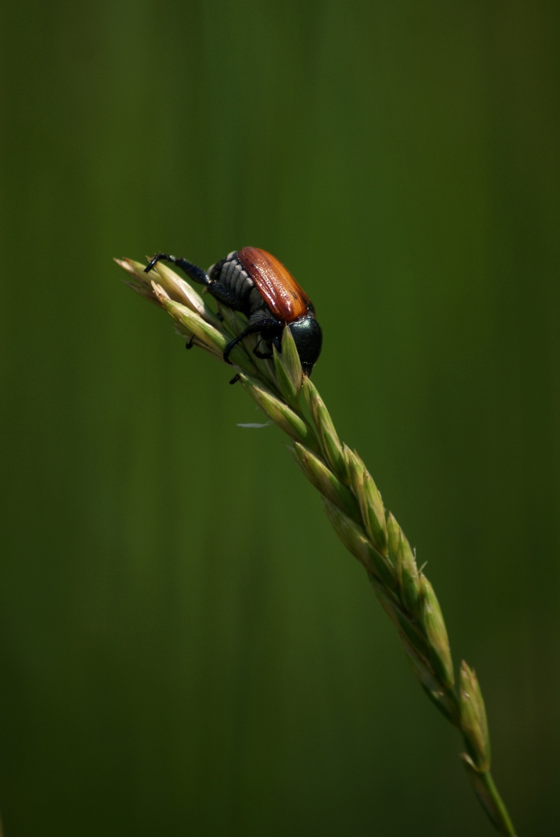 Laczkó-Magyar György