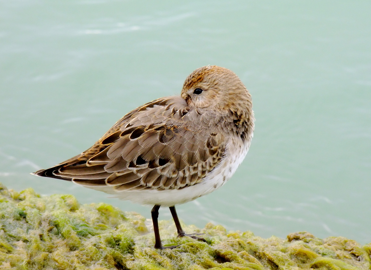 Horváth-Papp Zsuzsanna