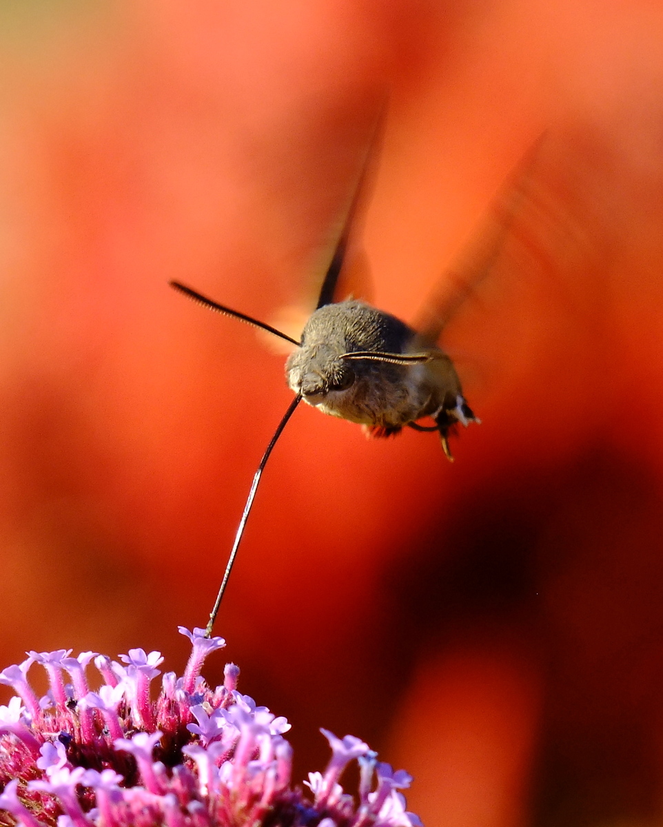 Horváth-Papp Zsuzsanna