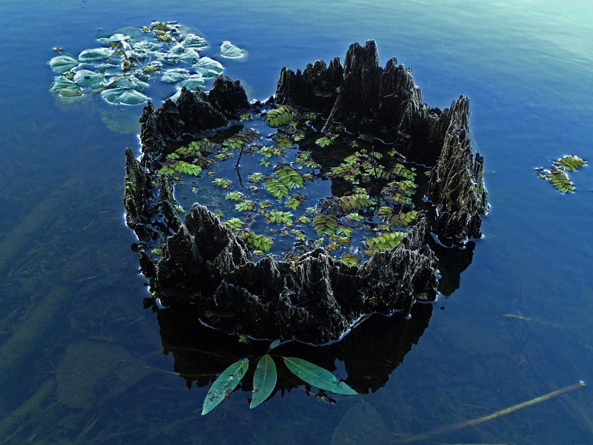 Násfayné Kőházi Mária